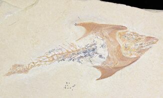 Fossil Coccodus (Crusher Fish) - Hgula Lebanon #22107