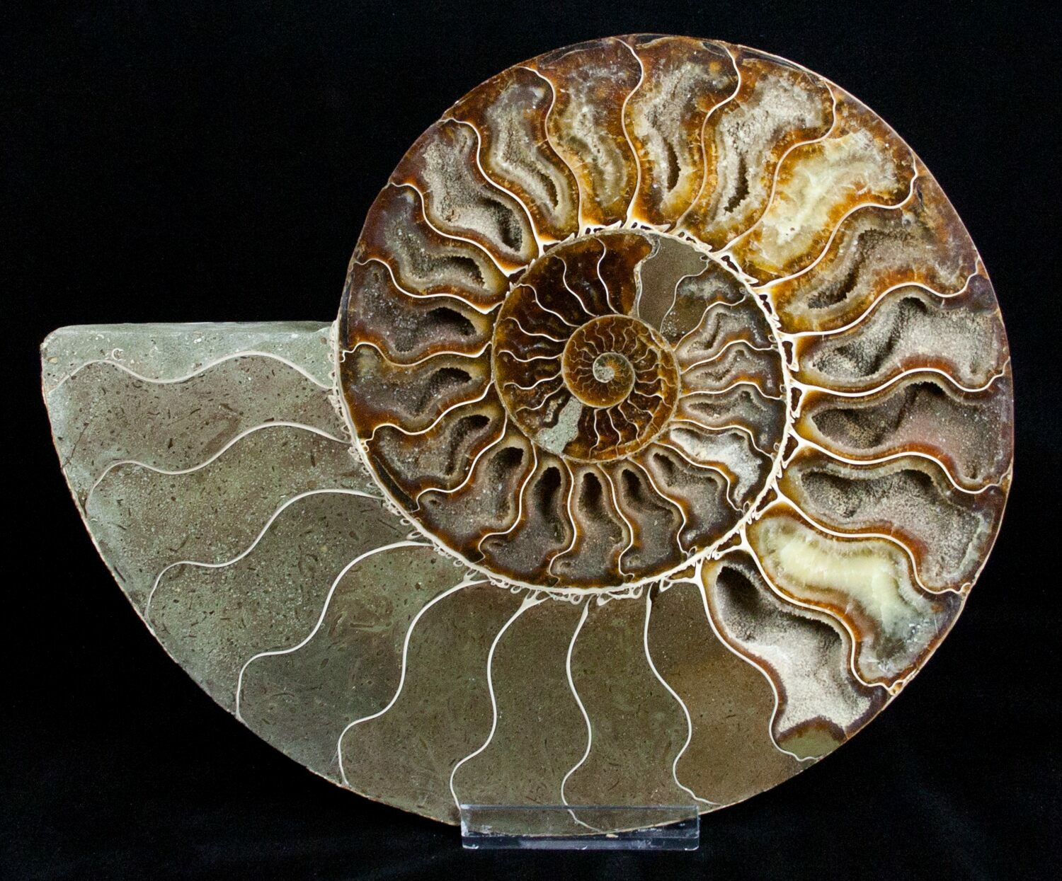 largest ammonite fossil