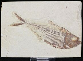 Green River Fossil Fish For Sale - FossilEra.com