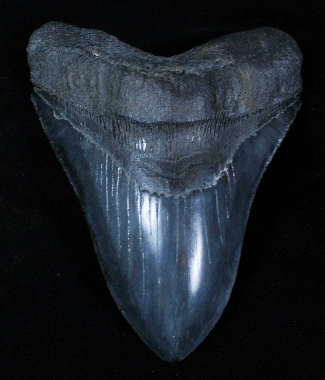 Beautiful Monster 6.11 Inch Megalodon Tooth For Sale (#3318