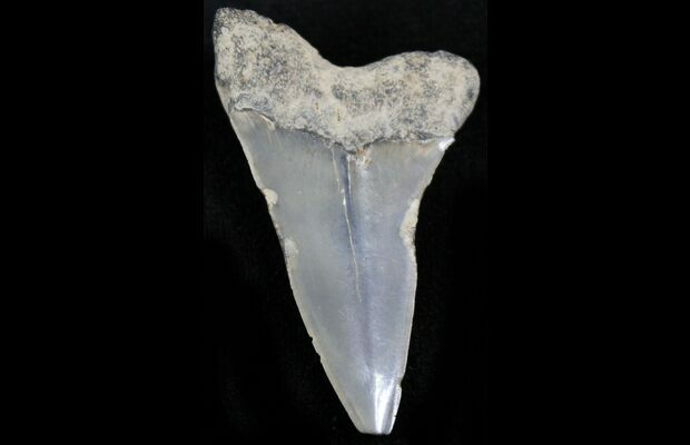 Fossilized Posterior Mako Tooth from Calvert Cliffs Maryland
