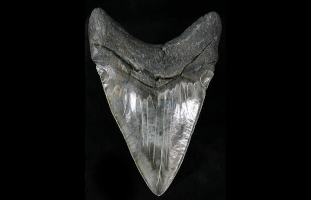 MEGALODON TOOTH stone HUGE 6 INCH meg /& Raptor Claw DINOSAUR FOSSIL