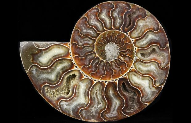 5 6 Ammonite Fossil Half 110 Million Years For Sale 42518 Fossilera Com
