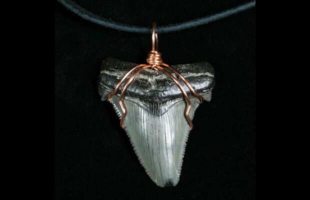 Megalodon Shark Tooth Pendant Necklace