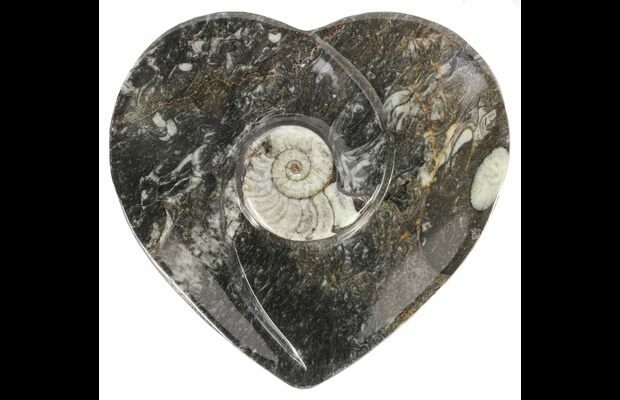 fossil heart