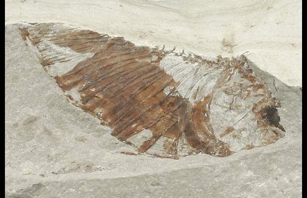 sac fossil