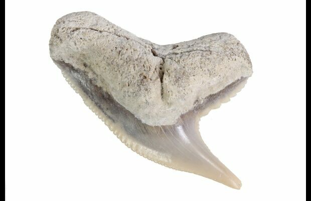 7 Fossil Tiger Shark Tooth Lee Creek Aurora Nc For Sale Fossilera Com