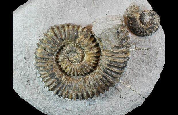 4 2 Fossil Ammonites Aegocrioceras On Rock Germany For Sale 77950 Fossilera Com 4 2 fossil ammonites aegocrioceras on rock germany