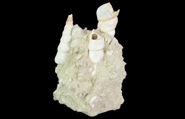 TURRITELLA FOSSIL CLUSTER