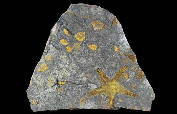 7 5 Starfish And Edrioasteroid Plate Morocco For Sale 116850