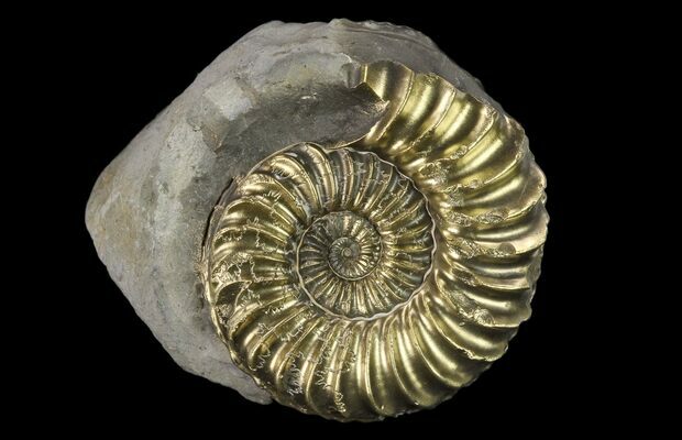 1.5" Pyritized (Pleuroceras) Ammonite Fossil - Germany For Sale (#131123) -  FossilEra.com