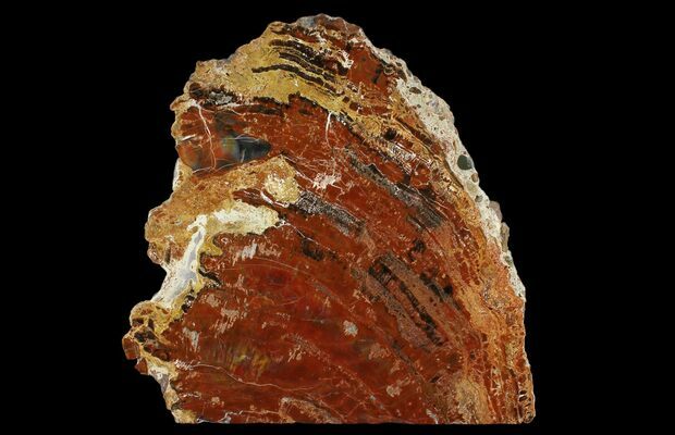 12 4 Black And Red Petrified Wood Araucarioxylon Stand Up Arizona For Sale 162913 Fossilera Com
