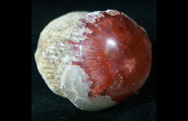 Collector Fossil Cabochon Red Fossil Horn Coral Cabochon Rare Agatized Red Fossil Coral