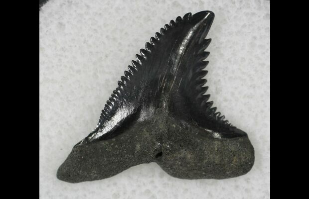 93 Hemipristis Shark Tooth Fossil Florida For Sale Fossilera Com